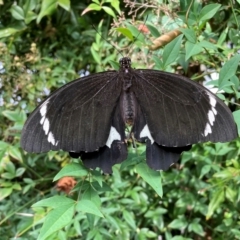 Papilio aegeus (Orchard Swallowtail, Large Citrus Butterfly) at Curtin, ACT - 15 Mar 2024 by iancurtin