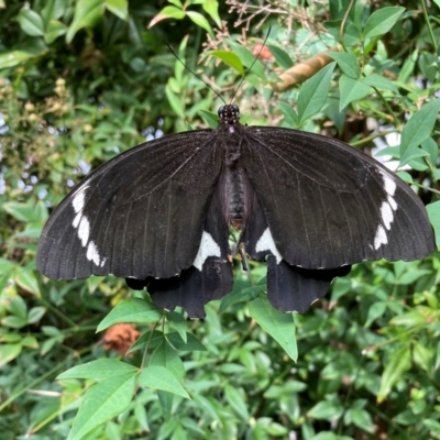 Papilio aegeus (Orchard Swallowtail, Large Citrus Butterfly) at Curtin, ACT - 15 Mar 2024 by iancurtin