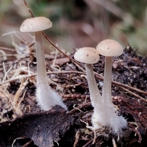 Mycena sp. at Bodalla State Forest - 8 May 2024