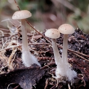 Mycena sp. at Bodalla State Forest - 8 May 2024 12:57 PM