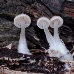 Mycena sp. at Bodalla State Forest - 8 May 2024