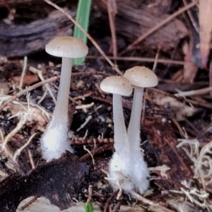 Mycena sp. at Bodalla State Forest - 8 May 2024