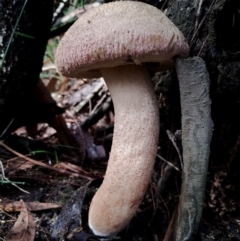 Boletellus ananiceps (Boletellus ananiceps) at Bodalla State Forest - 8 May 2024 by Teresa