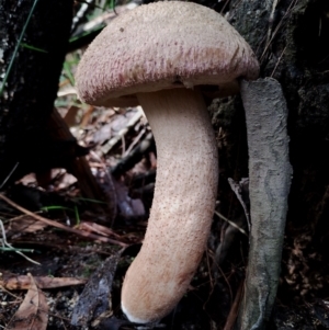 Boletellus ananiceps at Bodalla State Forest - 8 May 2024 01:01 PM