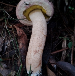 Boletellus ananiceps at Bodalla State Forest - 8 May 2024