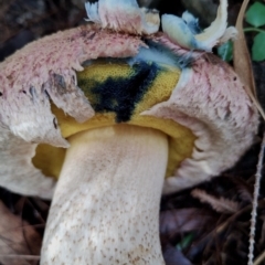 Boletellus ananiceps at Bodalla State Forest - 8 May 2024