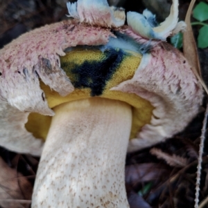 Boletellus ananiceps at Bodalla State Forest - 8 May 2024 01:01 PM