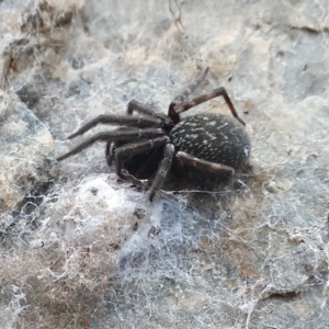 Badumna insignis (Black House Spider) at Rugosa by SenexRugosus