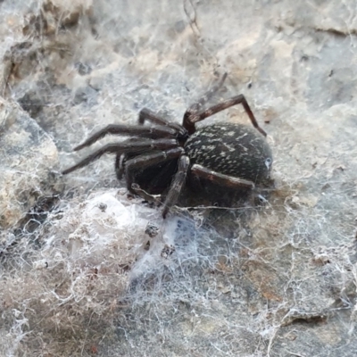 Badumna insignis (Black House Spider) at Yass River, NSW - 8 May 2024 by SenexRugosus