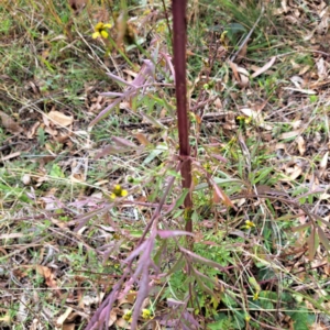 Bidens subalternans at Mount Majura - 8 May 2024