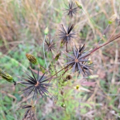 Bidens subalternans at Mount Majura - 8 May 2024