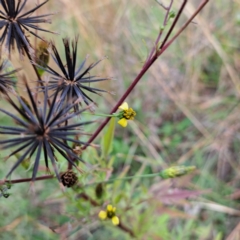 Bidens subalternans at Mount Majura - 8 May 2024