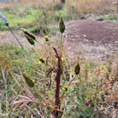 Bidens subalternans at Mount Majura - 8 May 2024