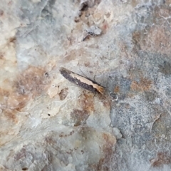 Monopis crocicapitella (Bird Nest Moth) at Rugosa - 8 May 2024 by SenexRugosus