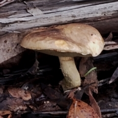 Unidentified Bolete - Fleshy texture, stem central (more-or-less) at Bodalla State Forest - 8 May 2024 by Teresa