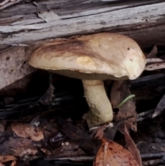 Boletales at Bodalla State Forest - 8 May 2024 by Teresa