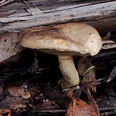 Unidentified Bolete - Fleshy texture, stem central (more-or-less) at Bodalla State Forest - 8 May 2024 by Teresa