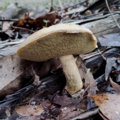 Boletales at Bodalla State Forest - 8 May 2024 11:20 AM