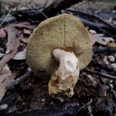 Boletales at Bodalla State Forest - 8 May 2024 11:20 AM