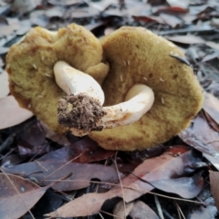 Boletales at Bodalla State Forest - 8 May 2024 11:20 AM
