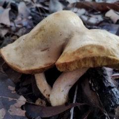 Boletales at Bodalla State Forest - 8 May 2024 11:20 AM