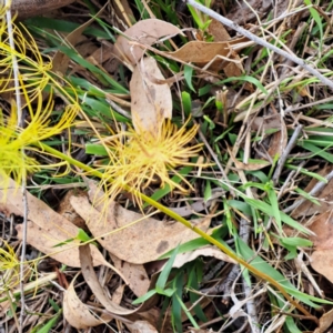 Asparagus officinalis at Mount Majura - 8 May 2024 11:00 AM