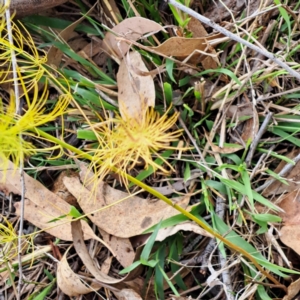 Asparagus officinalis at Mount Majura - 8 May 2024
