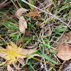 Asparagus officinalis at Mount Majura - 8 May 2024 11:00 AM