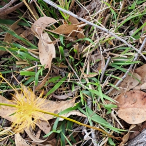 Asparagus officinalis at Mount Majura - 8 May 2024