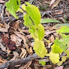 Celtis australis (Nettle Tree) at Hackett, ACT - 8 May 2024 by abread111