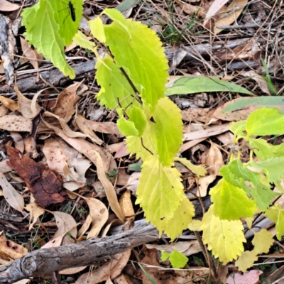 Celtis australis (Nettle Tree) at Hackett, ACT - 8 May 2024 by abread111