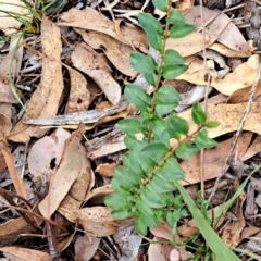 Ligustrum sinense (Narrow-leaf Privet, Chinese Privet) at Mount Majura - 8 May 2024 by abread111