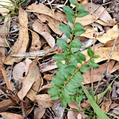 Ligustrum sinense (Narrow-leaf Privet, Chinese Privet) at Mount Majura - 8 May 2024 by abread111