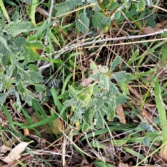 Marrubium vulgare (Horehound) at Mount Majura - 8 May 2024 by abread111