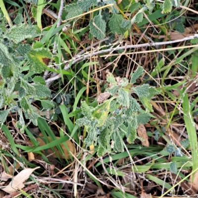 Marrubium vulgare (Horehound) at Mount Majura - 8 May 2024 by abread111