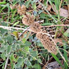 Marrubium vulgare at Mount Majura - 8 May 2024 11:02 AM