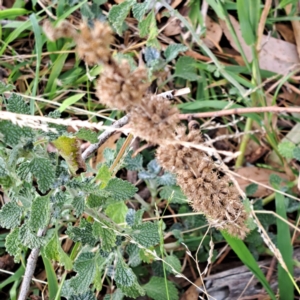 Marrubium vulgare at Mount Majura - 8 May 2024 11:02 AM