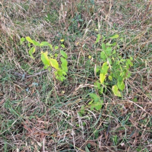 Celtis australis at Mount Majura - 8 May 2024