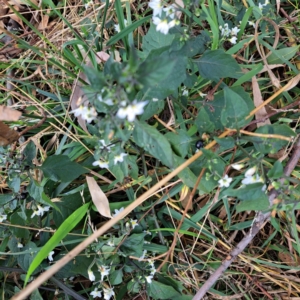 Solanum nigrum at Mount Majura - 8 May 2024