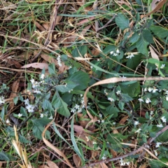 Solanum nigrum at Mount Majura - 8 May 2024 12:18 PM