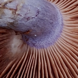 Cortinarius rotundisporus at Bodalla State Forest - 8 May 2024