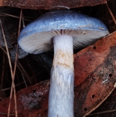 Cortinarius rotundisporus at Bodalla State Forest - 8 May 2024 02:14 PM