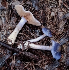 Cortinarius rotundisporus at Bodalla State Forest - 8 May 2024