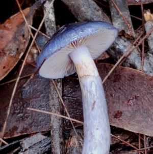 Cortinarius rotundisporus at Bodalla State Forest - 8 May 2024 02:14 PM