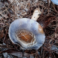 Cortinarius rotundisporus at Bodalla State Forest - 8 May 2024