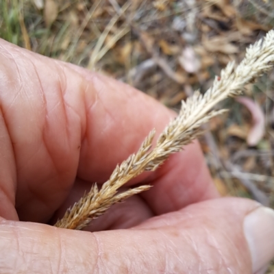 Sporobolus (genus) (A Rat's Tail Grass) at Mount Majura - 8 May 2024 by abread111