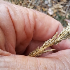 Sporobolus sp. at Mount Majura - 8 May 2024