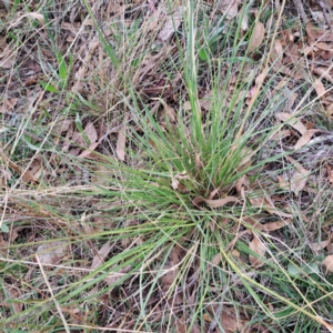 Sporobolus sp. at Mount Majura - 8 May 2024