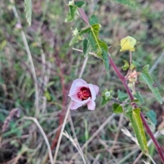 Pavonia hastata (Spearleaf Swampmallow) at Chapman, ACT - 6 May 2024 by BethanyDunne