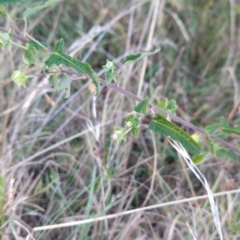 Pavonia hastata at Cooleman Ridge - 7 May 2024 06:56 AM